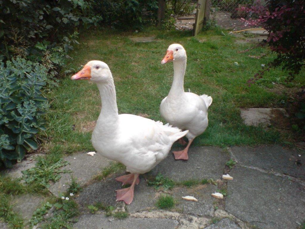 Oldlands Farm Villa Crawley  Dış mekan fotoğraf